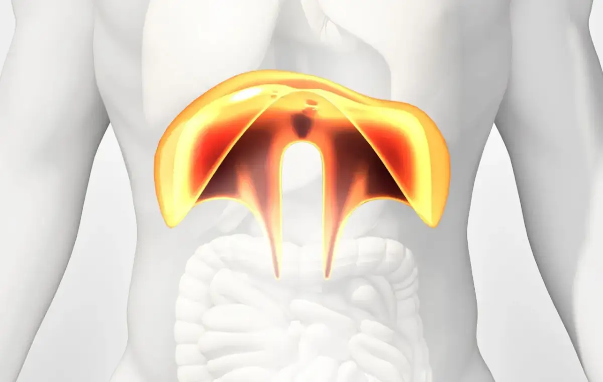Anatomical illustration showing the diaphragm, a muscle involved in breathing. This image can help visualize conditions like przepuklina piersiowa.