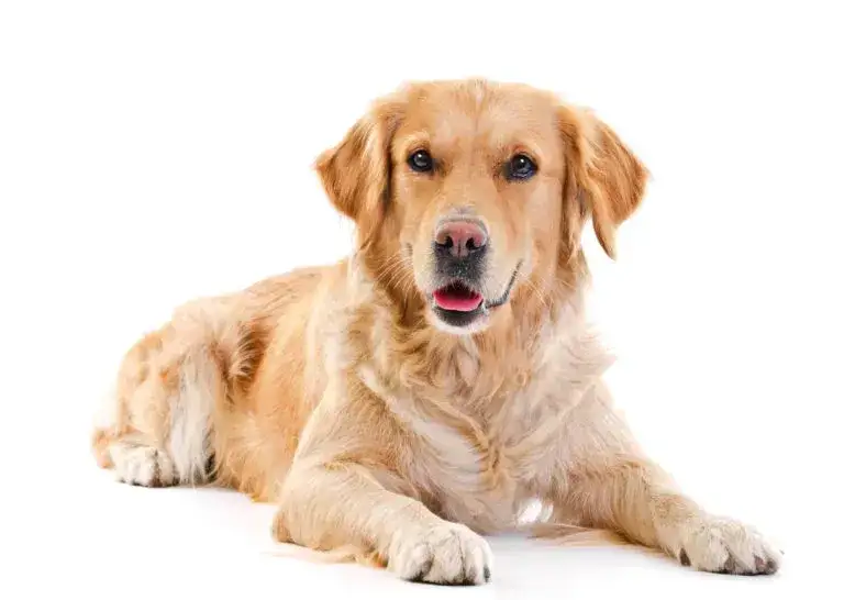 Czy golden retriever linieje? Oto co musisz wiedzieć o jego sierści