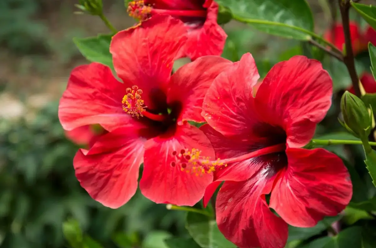 Hibiskus w ciąży - Czy popularny napar jest bezpieczny?