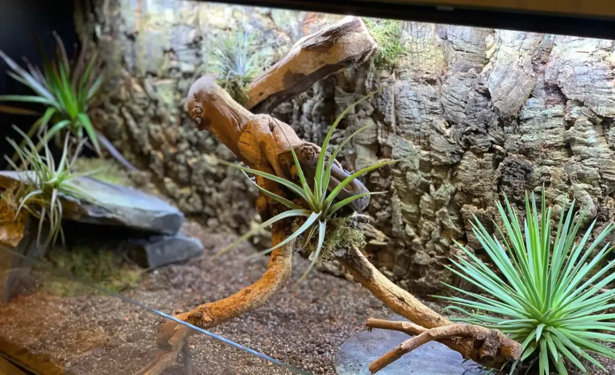Jak zbudować terrarium dla żółwia lądowego? Poradnik krok po kroku