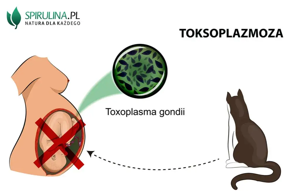 Toksoplazmoza a mózg: Objawy psychiczne, depresja i diagnostyka
