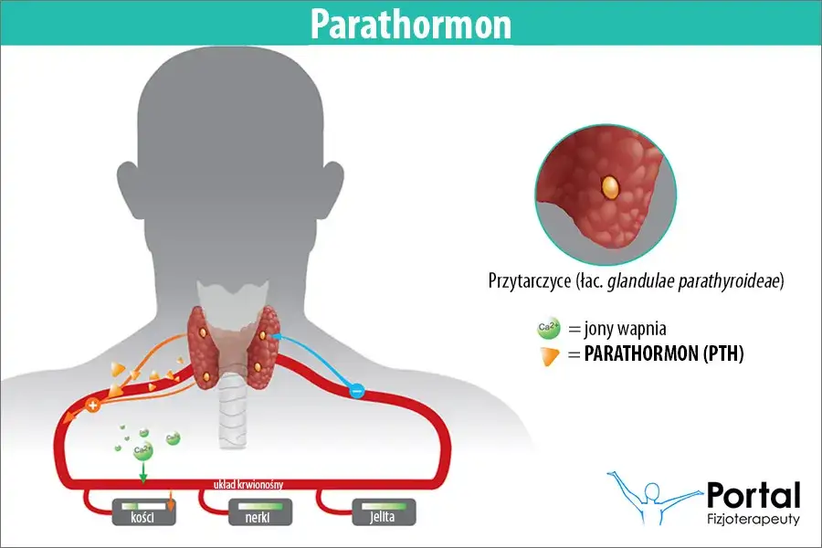 Parathormon: Co oznacza jego niedobór i nadmiar dla Twojego ciała?