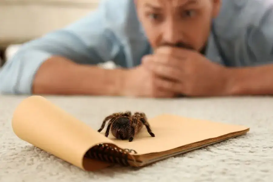 Arachnofobia: nazwa, przyczyny, objawy i skuteczne leczenie