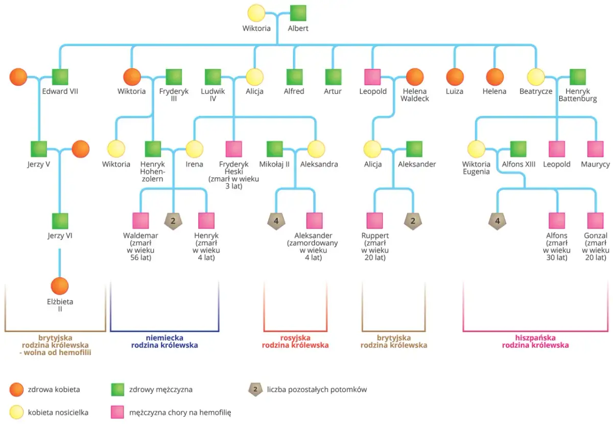 Drzewo genealogiczne przedstawiające krzyżówki genetyczne cechy sprzężone z płcią, z zaznaczonymi nosicielkami i chorymi na hemofilię.