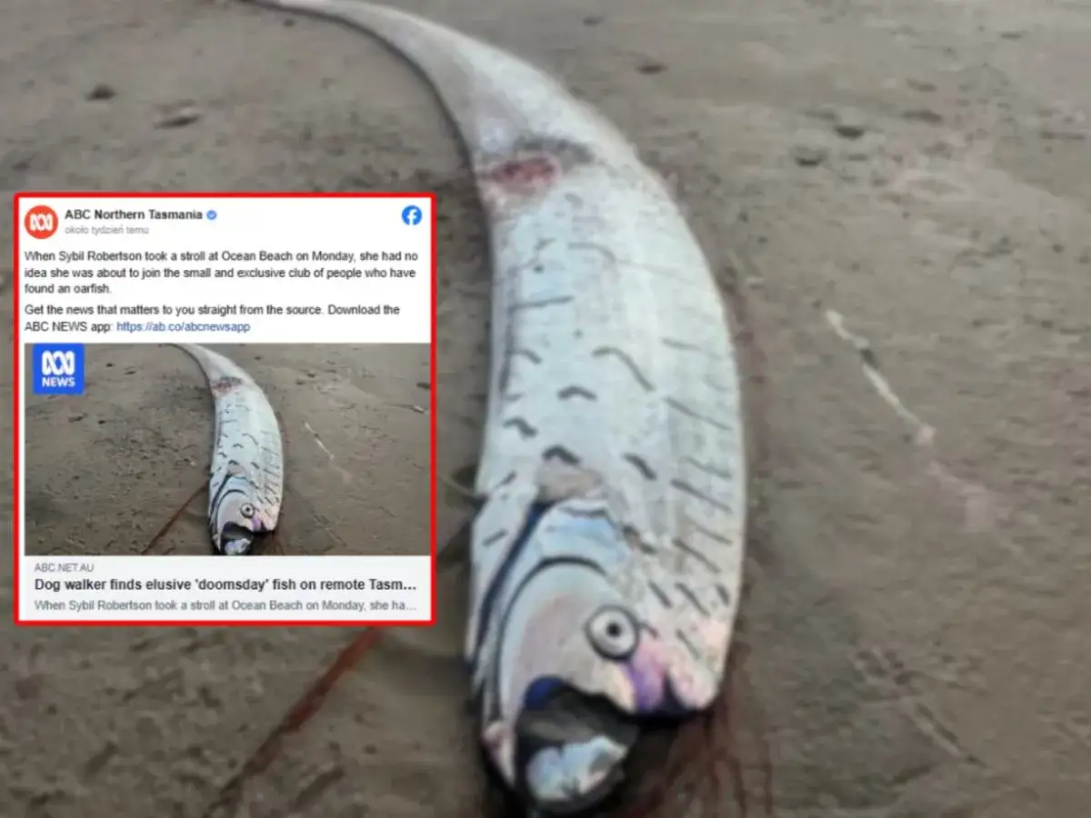 Długi, srebrzysty oarfish leży na plaży. To jeden z rzadkich rodzajów ryb, które rzadko widuje się na lądzie.