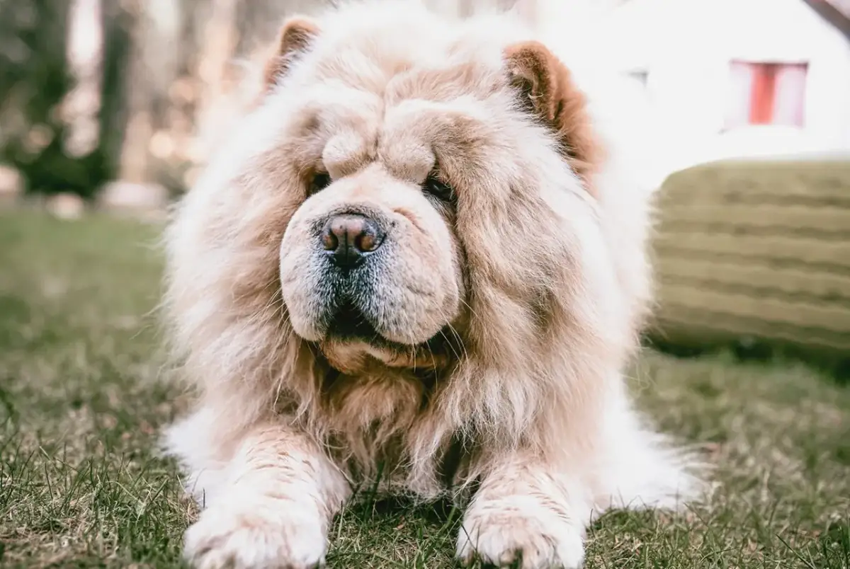 Chow chow sierść czy włosy? Odkryj tajemnice pielęgnacji tej rasy