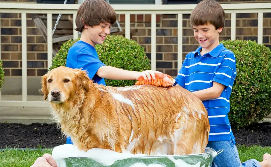 Jak często kąpać golden retrievera, aby uniknąć problemów ze skórą?
