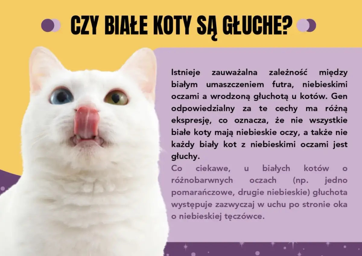 Biały kot z różnymi kolorami oczu, ciekawy przykład ciekawostek o kotach. Czy białe koty są głuche?