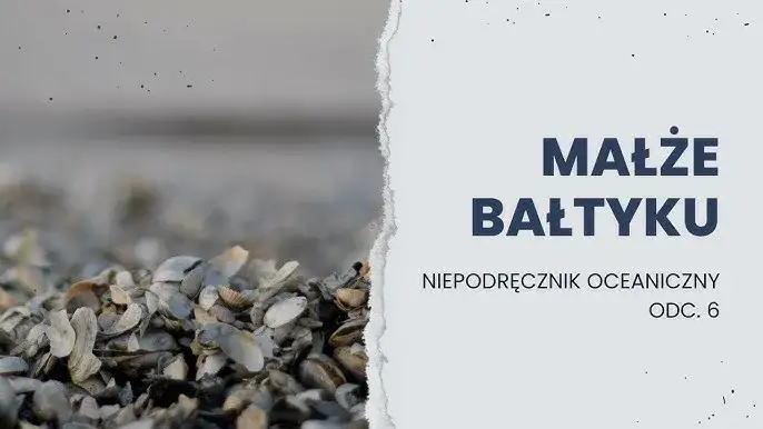 Jakie muszle występują w Bałtyku? Poznaj najciekawsze gatunki i ich sekrety