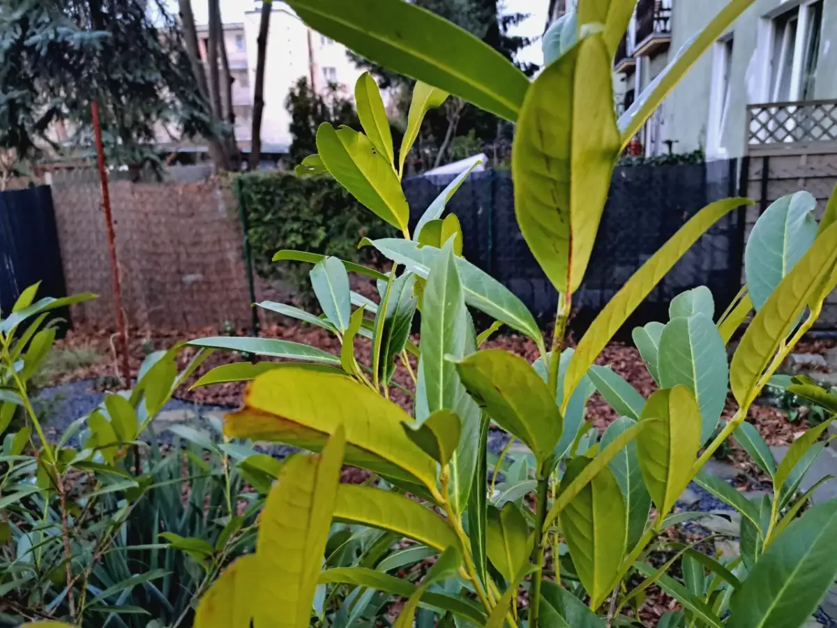 Zielona laurowiśnia zimą, jej liście wciąż zdobią ogród, tworząc żywy akcent wśród brązowych liści i ciemnych budynków.