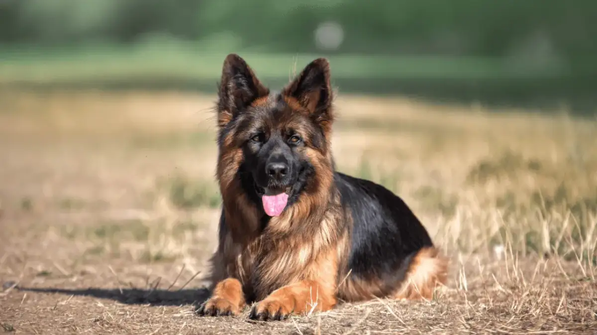 Ile je owczarek niemiecki? Dawkowanie, dieta i błędy żywieniowe