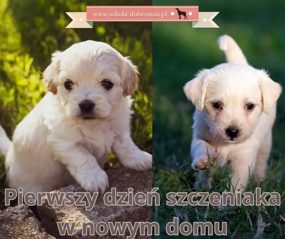 Pierwsze dni ze szczeniakiem: Jak szkolić i wychować szczęśliwego psa?
