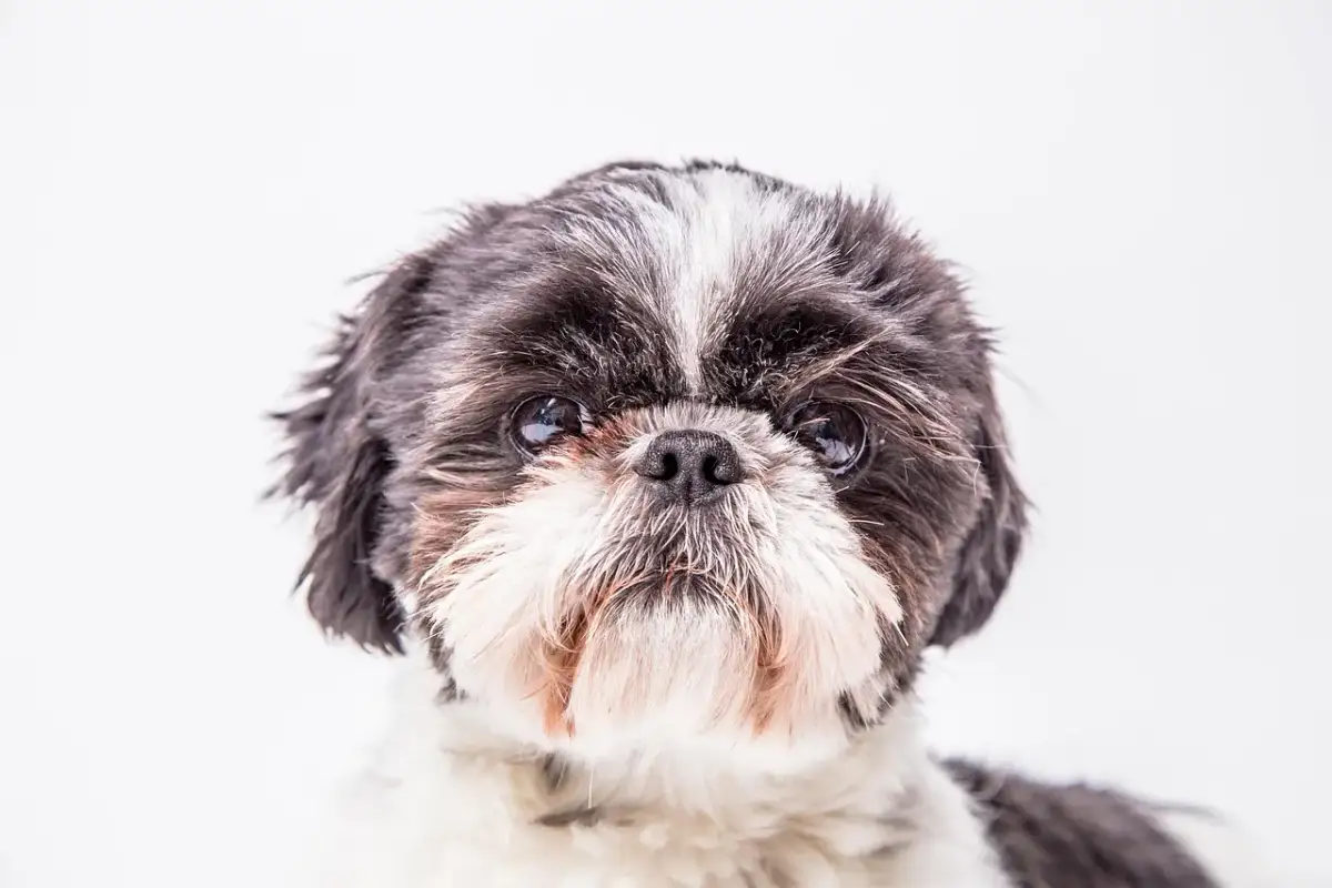 Portret szczeniaka rasy Shih Tzu z czarno-białą sierścią i puszystym pyskiem.