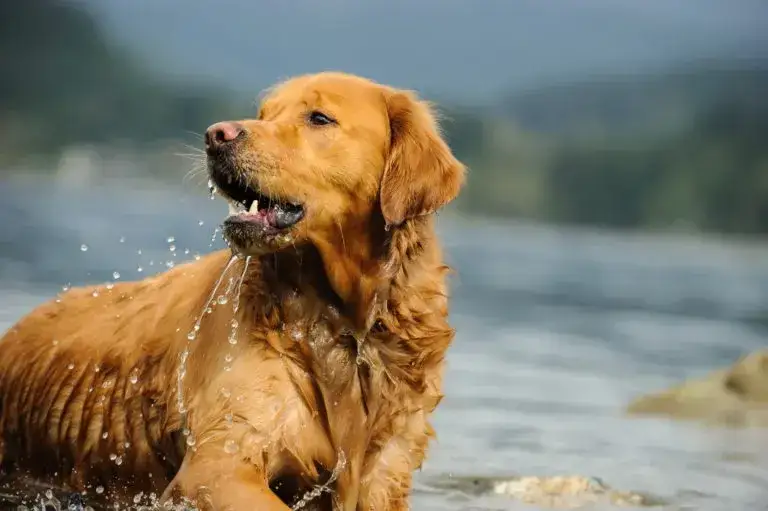 Czy golden retriever może mieszkać na dworze? Ważne ryzyka i skutki