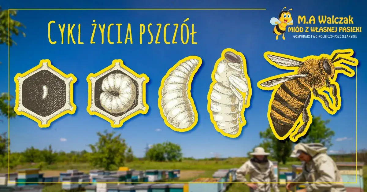 Jak rozmnażają się pszczoły? Odkryj sekrety życia w ulu!