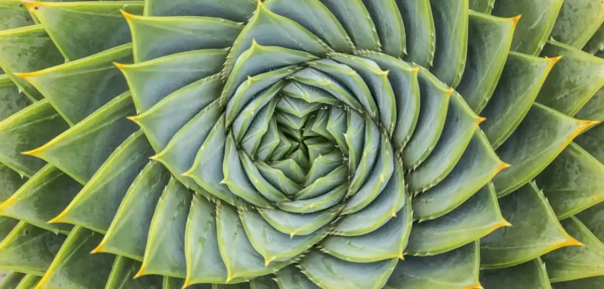 Zielone liście sukulentu układają się w spiralę, tworząc wzór przypominający złoty podział. Fotografia ukazuje piękno natury.