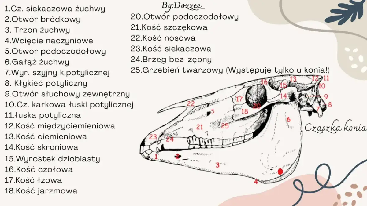 Anatomia czaszki konia: szczegółowy rysunek z numerowanymi elementami budowy głowy konia, od kości siekaczowej po jarzmową.