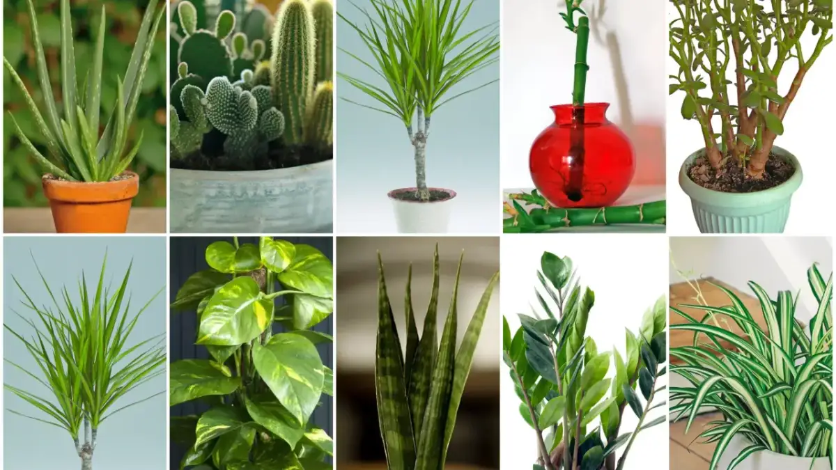 Kolekcja kwiatów doniczkowych: aloes, kaktusy, dracena, bambus, grubosz, epipremnum, sansewieria, zamiokulkas, zielistka.