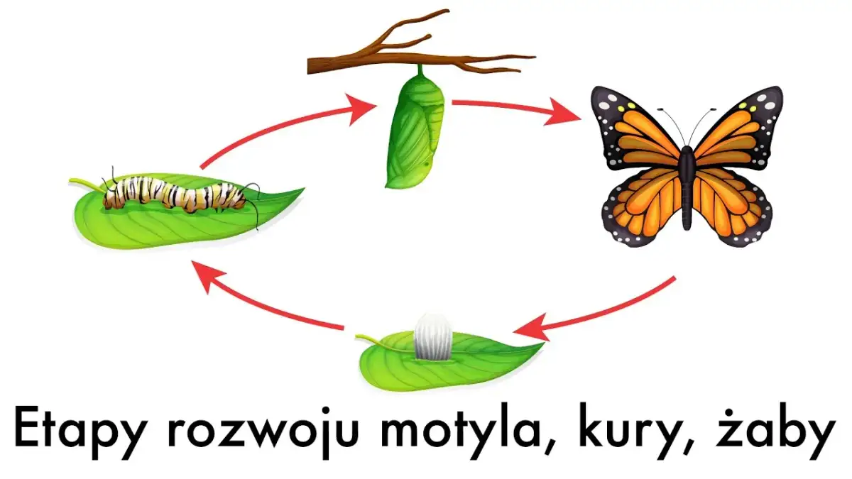Rozmnażanie motyli: Jak wygląda cudowna metamorfoza?