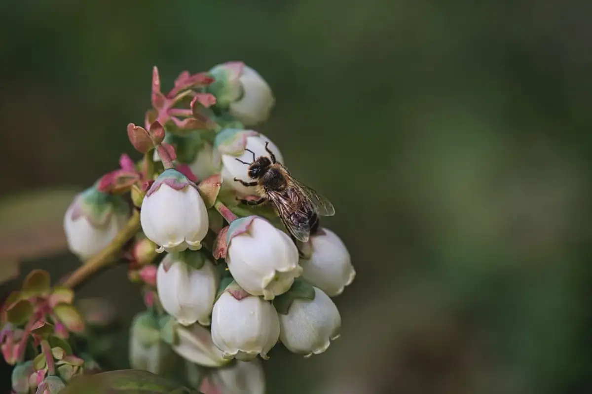 Borówka amerykańska: Kwitnienie, zapylanie i problemy. Poradnik
