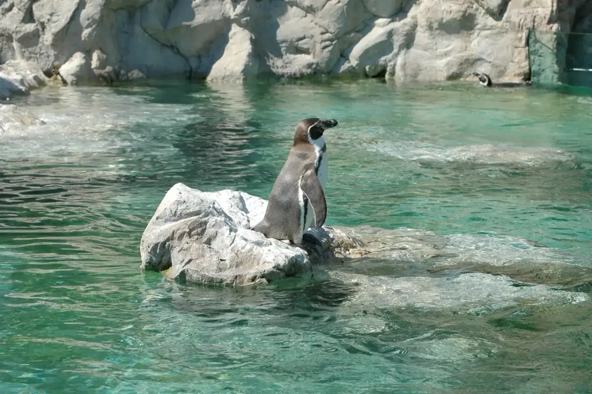 Pingwin na skale w wodzie. Zoo wiedeń.