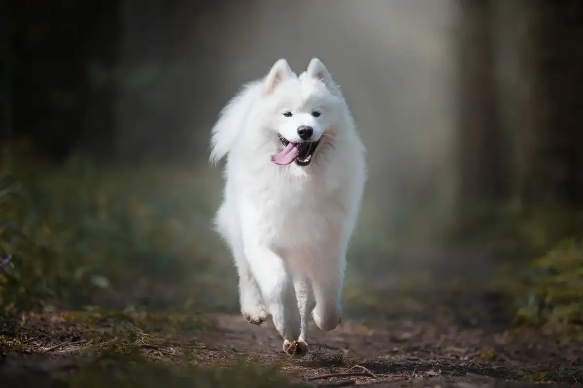 Radosny samoyed biegnie przez las. Jego białe futro lśni w słońcu, a uśmiech sugeruje, że wady i zalety tej rasy nie przeszkadzają mu w cieszeniu się życiem.
