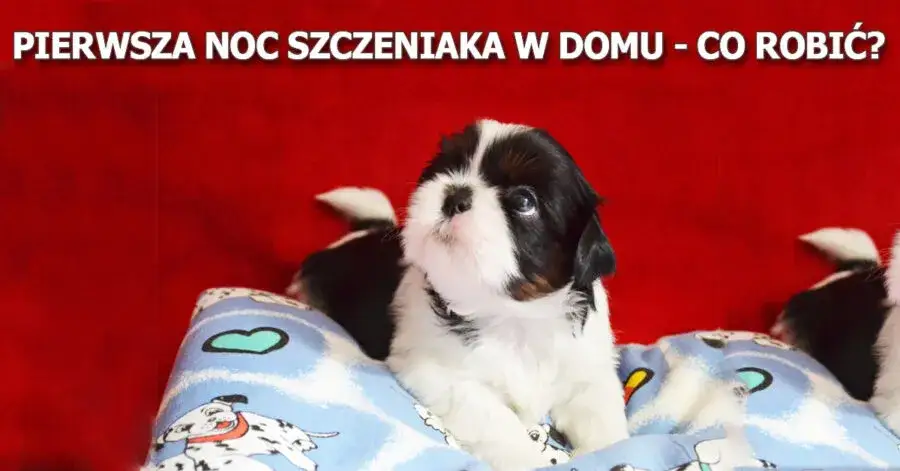 Piszczenie szczeniaka w nocy? Skuteczne rady na spokojny sen