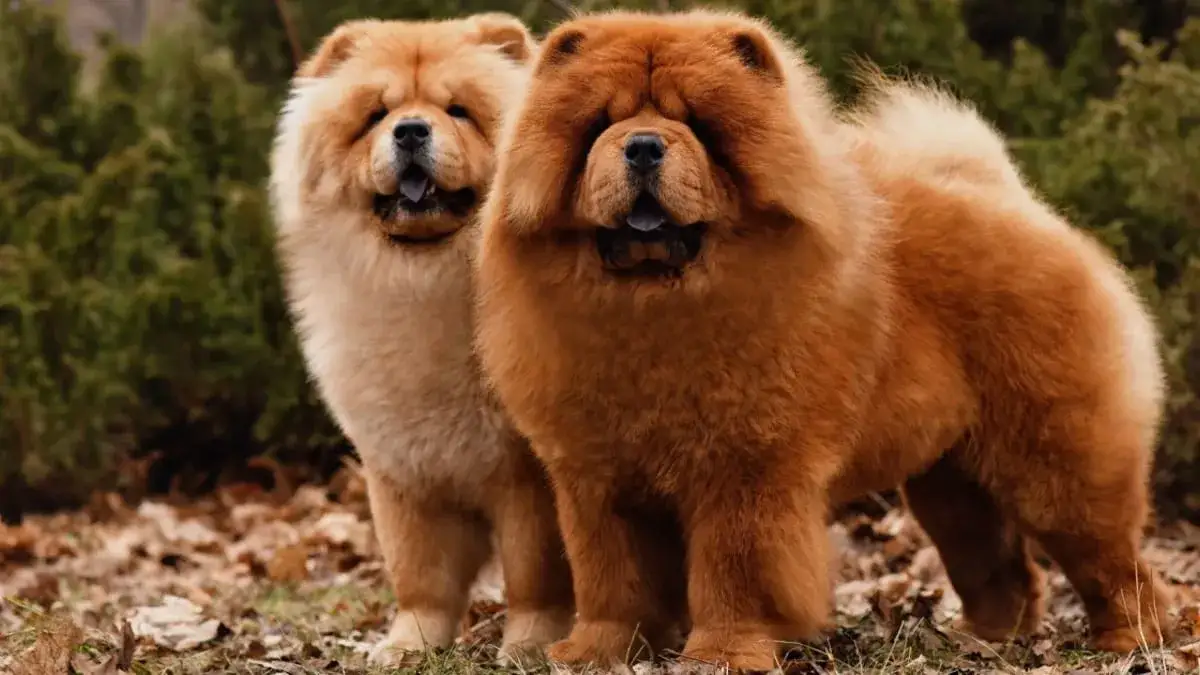 Chow Chow: Ile kosztuje? Pełne koszty zakupu i utrzymania psa