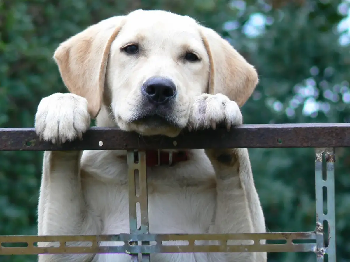 Jaka karma dla szczeniaka labradora? Poradnik eksperta!