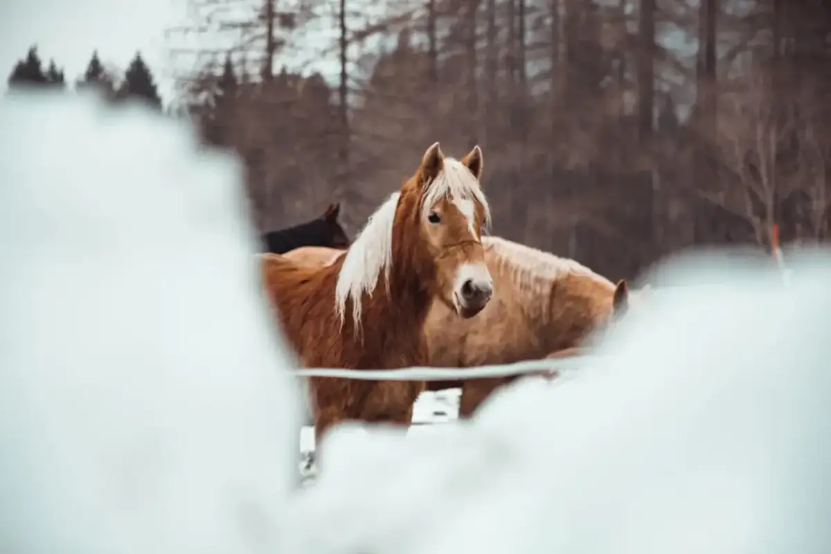 Brązowy koń z białą grzywą na zimowym stanowisku dla konia, w tle inne konie i las.