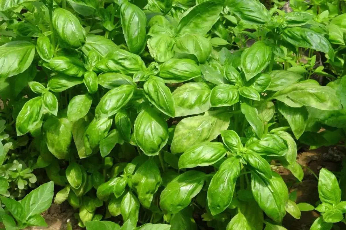 Gęsta, zielona bazylia w doniczce, gotowa do dodania aromatu do potraw.