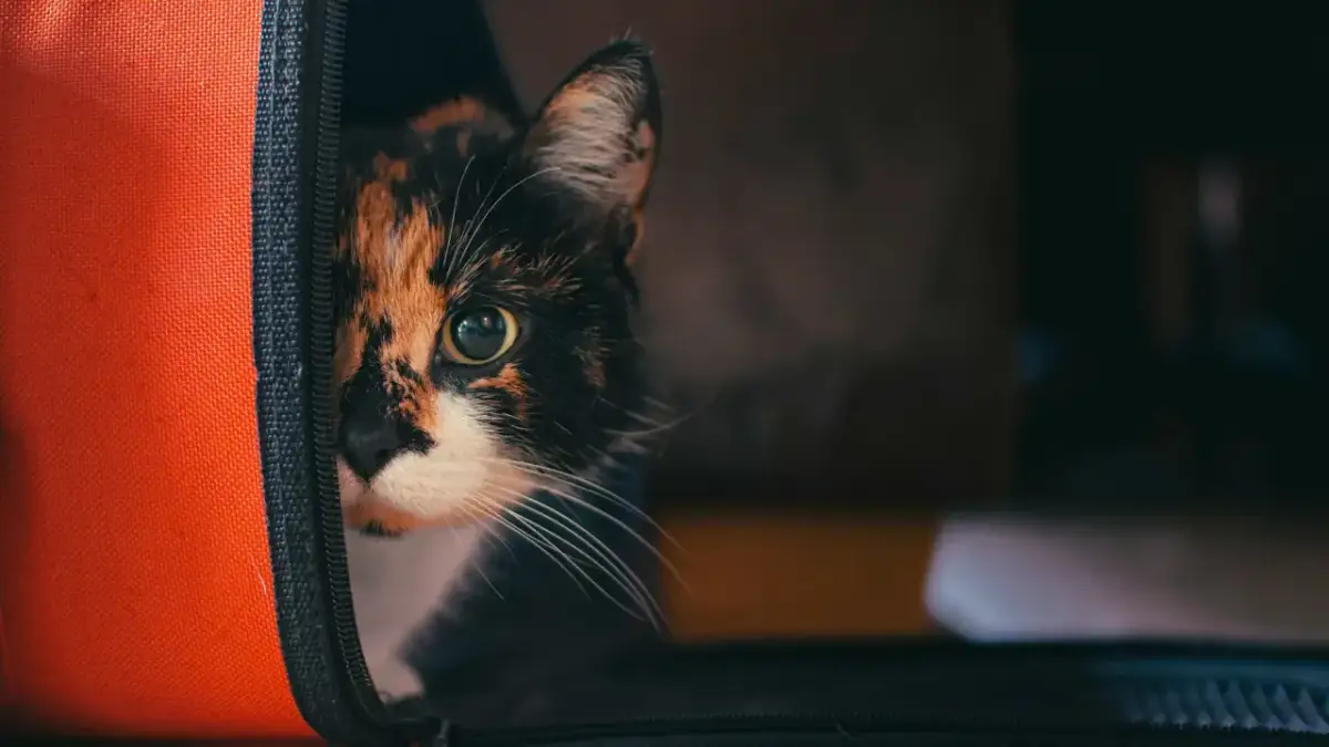 Trójkolorowy kot spogląda z pomarańczowego transportera.