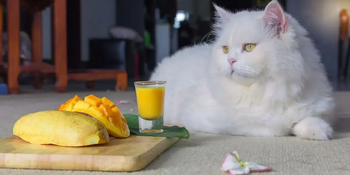 Czy koty mogą jeść mango? Odkryj ryzyko i korzyści dla zdrowia