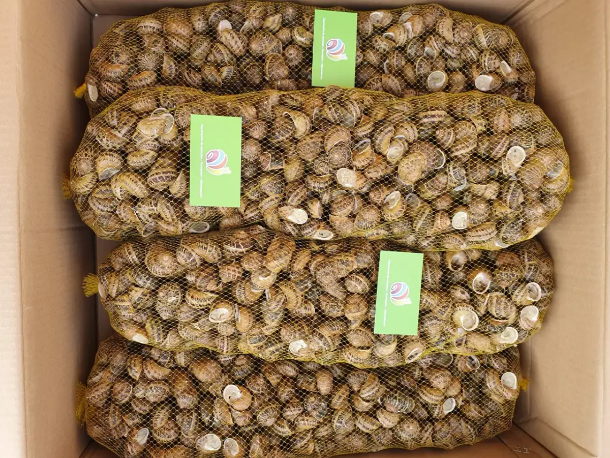 Cztery worki pełne ślimaków w kartonie. Zastanawiasz się, ile kosztuje 1 kg ślimaków w skupie?