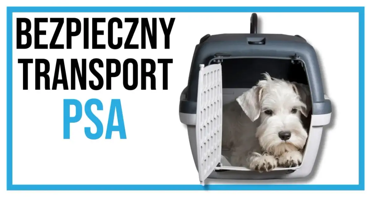 Biały piesek siedzi w otwartym transporterze.