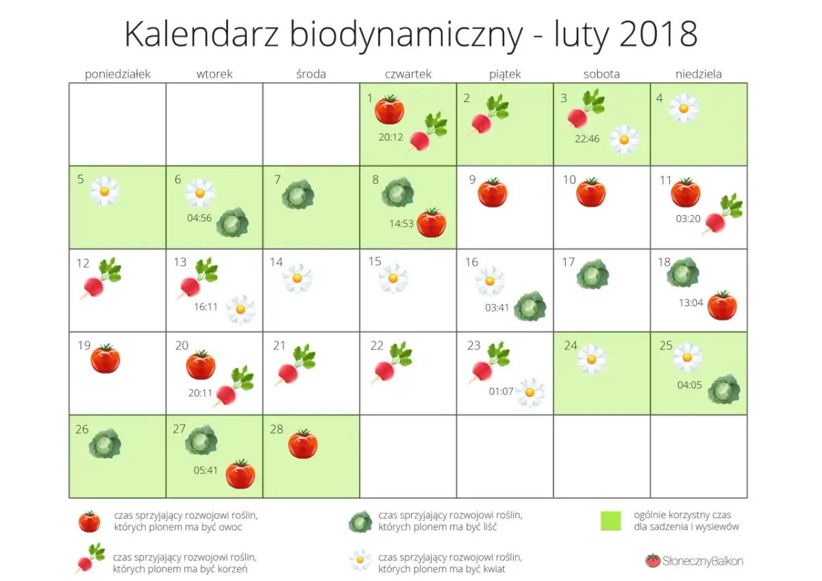 Kiedy siać warzywa? Kalendarz siewu na cały rok porady Neli