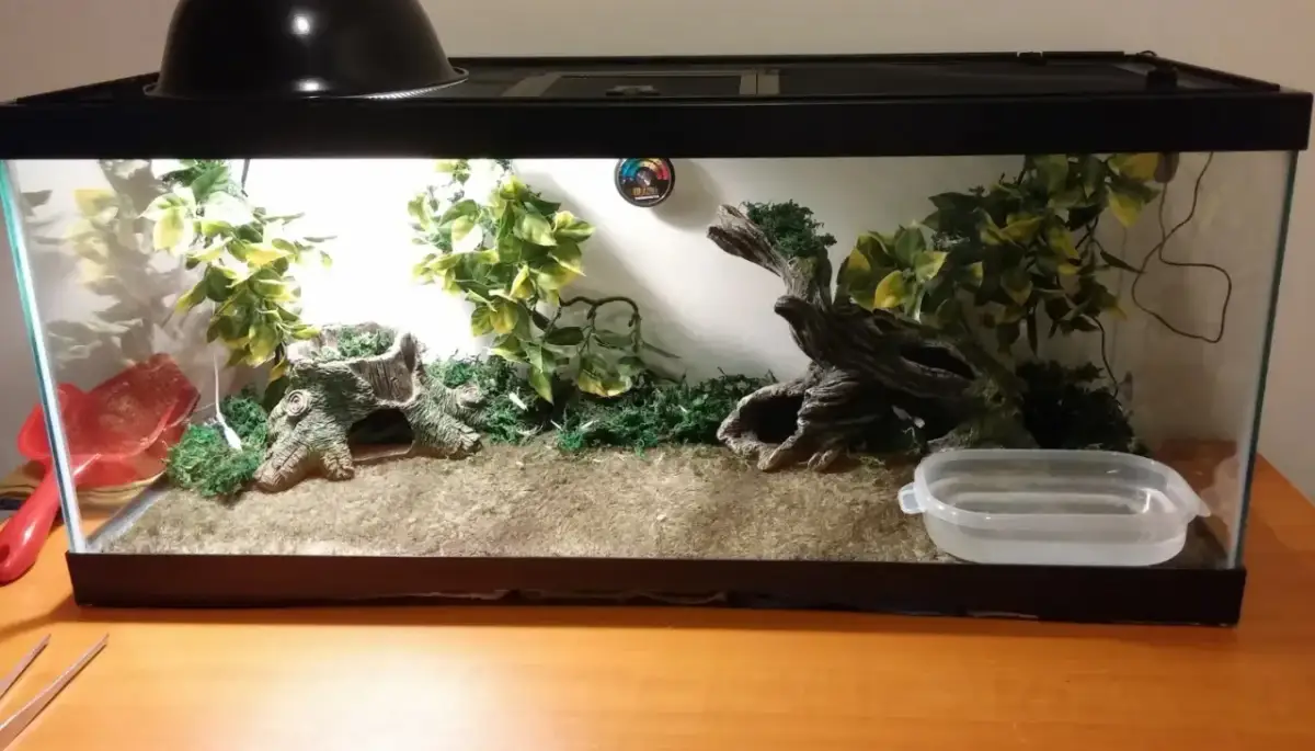 Pusty, urządzony terrarium z roślinnością, korzeniami i miseczką na wodę.