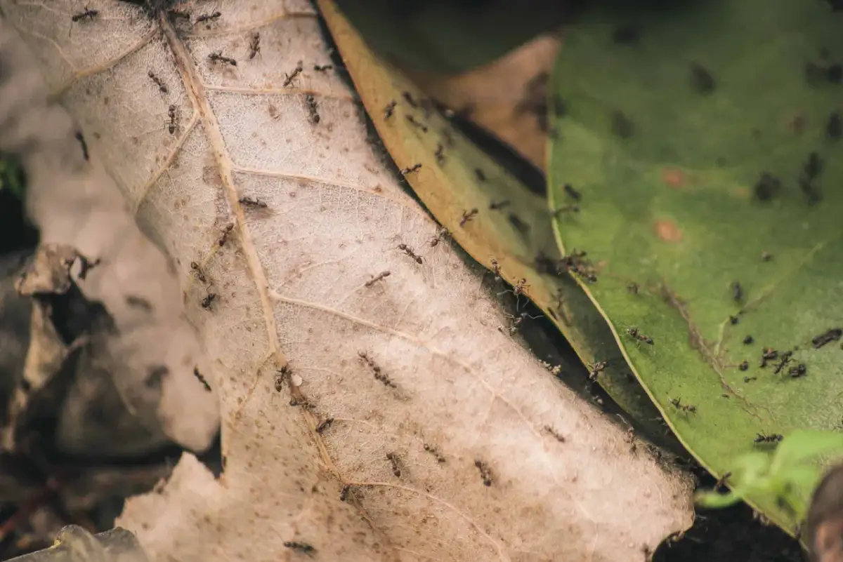 Symbioza, mutualizm, komensalizm: Rozróżnij i zrozum relacje w naturze