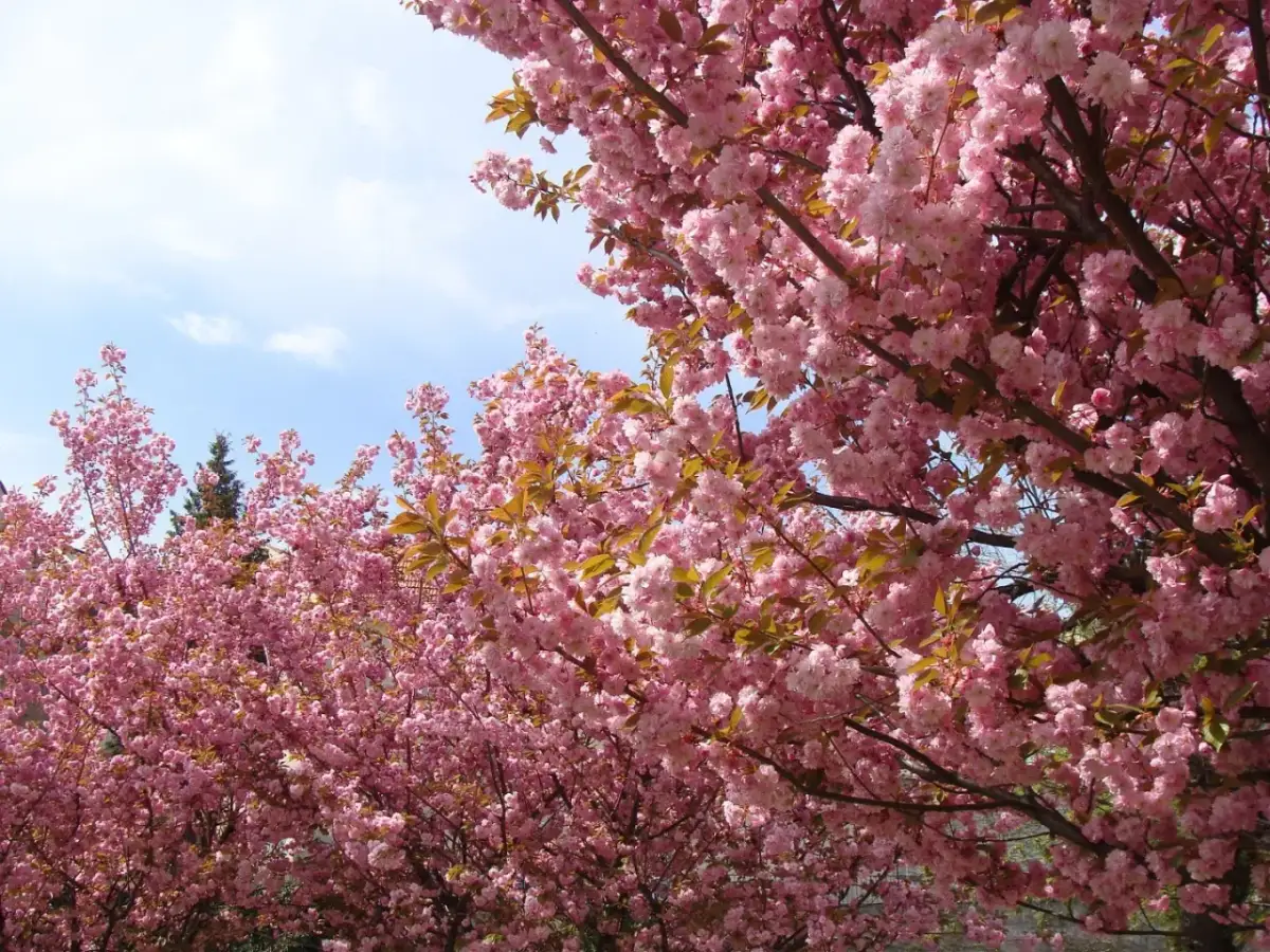 Kwiaty różowego **sakura drzewo** tworzą gęsty baldachim na tle błękitnego nieba.