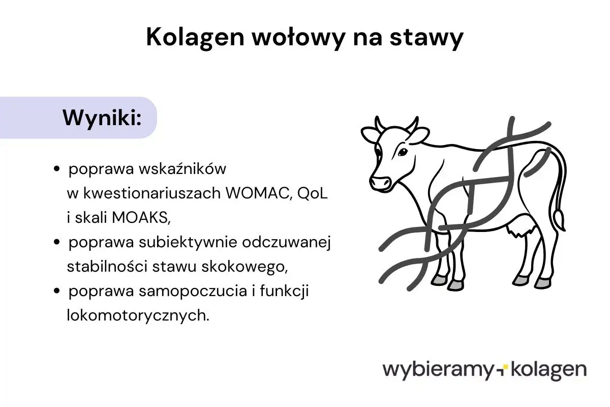 Kolagen wołowy na stawy poprawia wskaźniki, stabilność stawów i samopoczucie. Dowiedz się, co to jest kolagen.