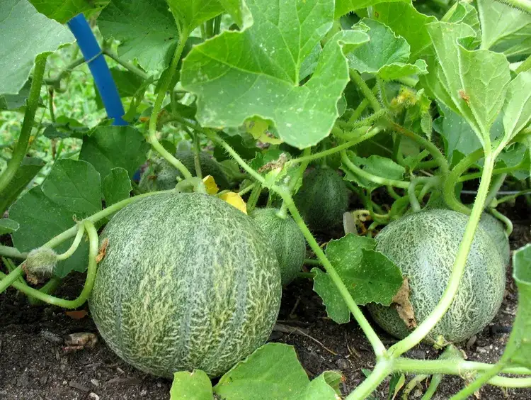 Cuándo se planta los melones: evita errores comunes en su siembra