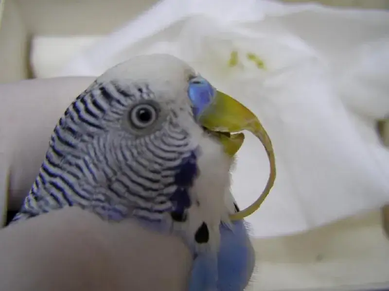 Dlaczego papugi się dziobią? Odkryj przyczyny i rozwiązania