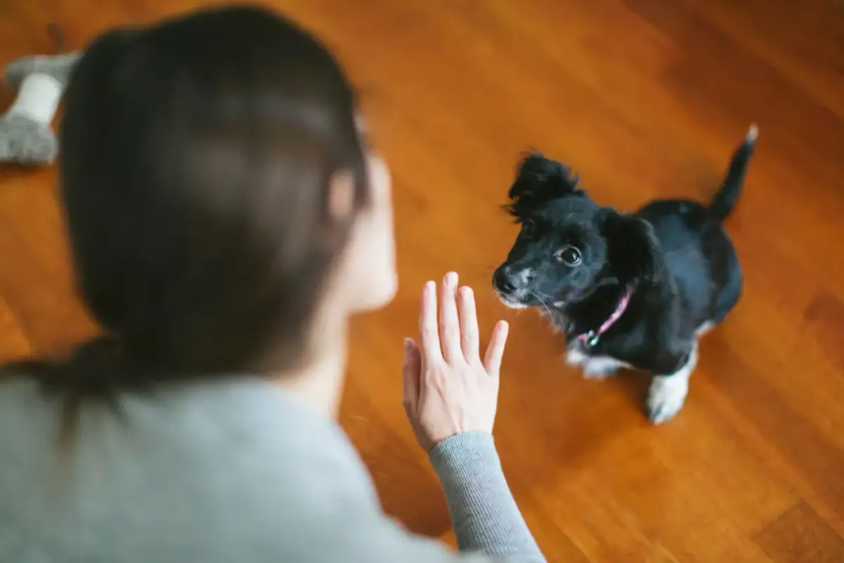 Czarny piesek uczy się komend. To początek nauki, jak wytresować maltańczyka, choć to nie maltańczyk.