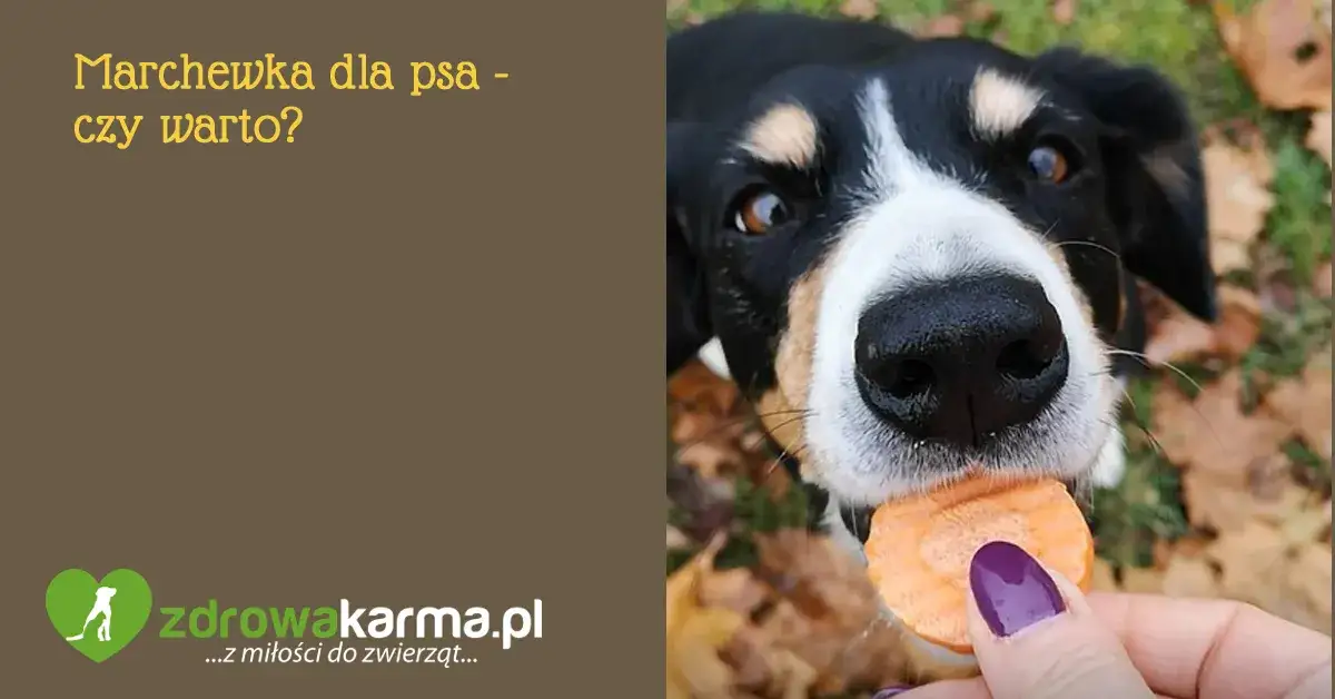 Gotowana marchewka dla psa: zdrowa przekąska czy pułapka?
