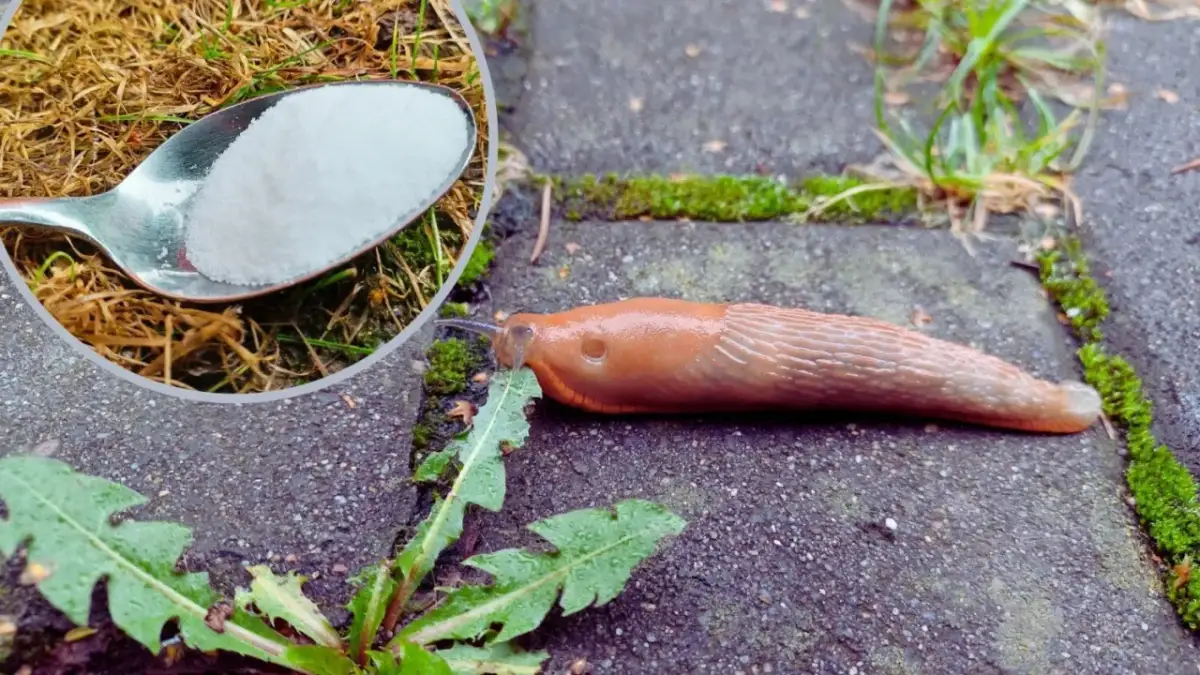 Czy sól działa na ślimaki? Skutki i alternatywy dla ogrodników