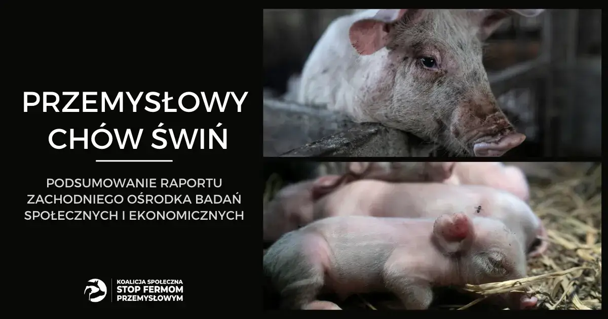 Hodowla świń jak się nazywa - poznaj właściwe terminy i znaczenie