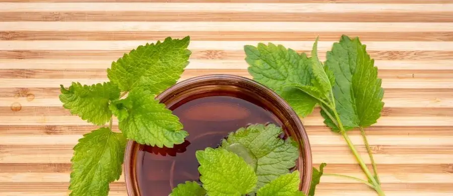 Jak uprawiać melisę: proste metody i sekrety zdrowych roślin