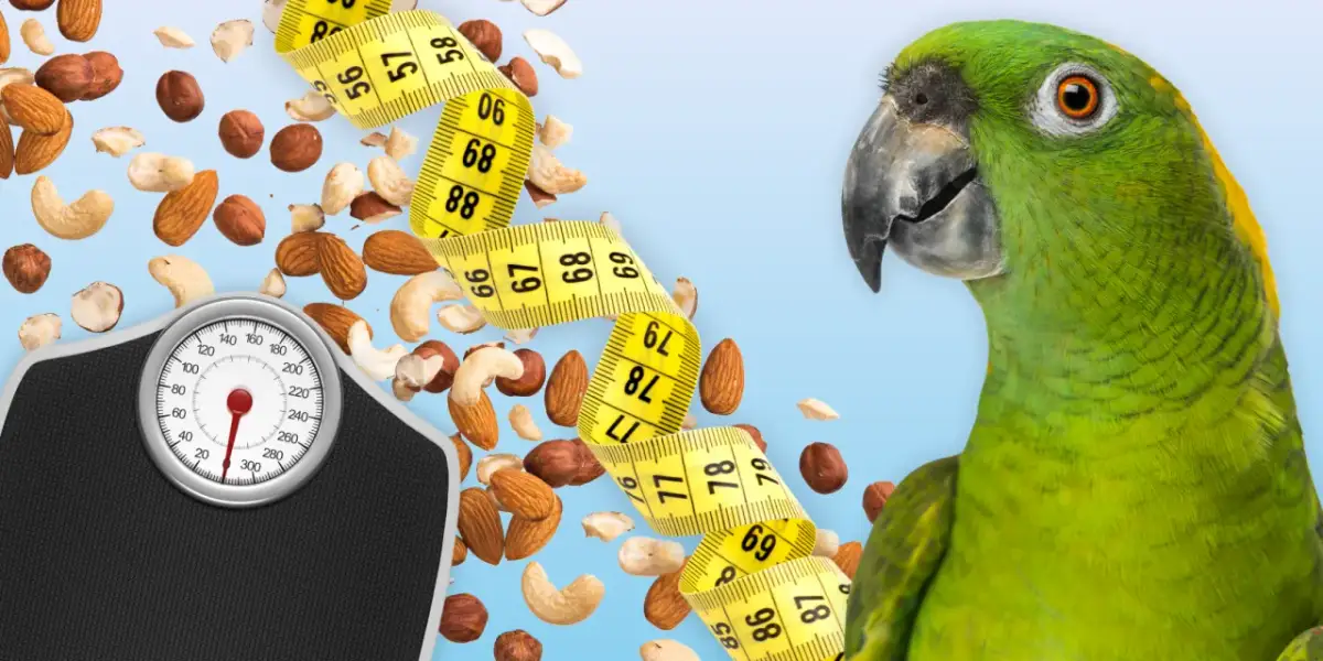 Papuga drży, puszy się na dnie? Pilna pomoc i przyczyny.