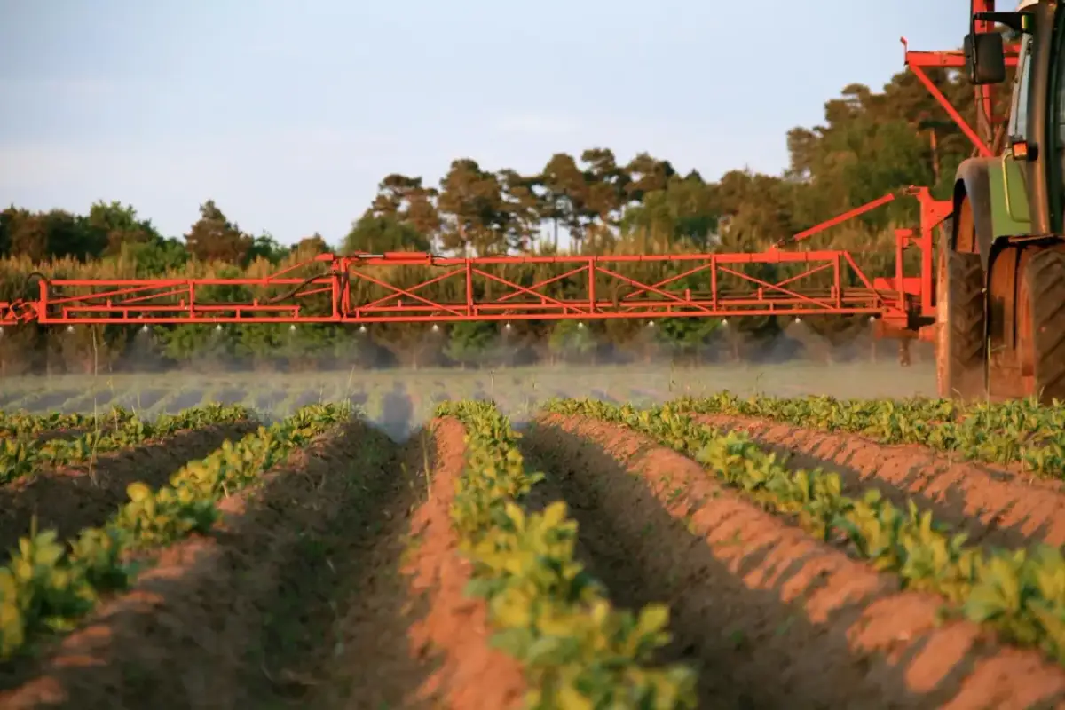 Odchwaszczanie ziemniaków - Kiedy i czym pryskać dla plonów?