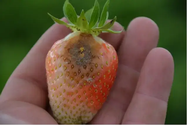 Kiedy kończy się sezon na truskawki? Zaskakujące zmiany w dostępności